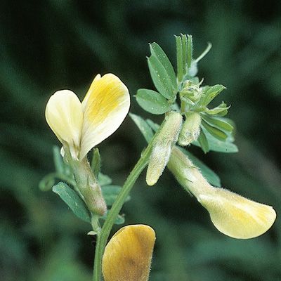 Vicia hybrida L., © 2022, Konrad Lauber – Flora Helvetica – Haupt Verlag