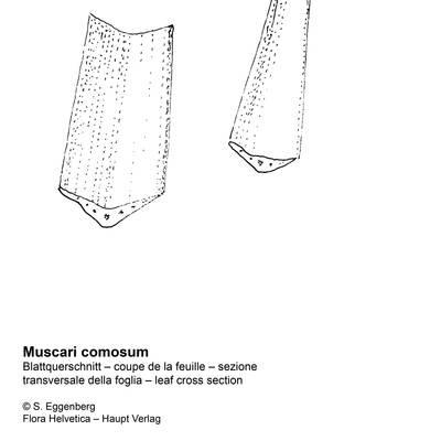 Muscari comosum (L.) Mill., 7 January 2021, © 2022, Stefan Eggenberg – Flora Helvetica – Haupt Verlag