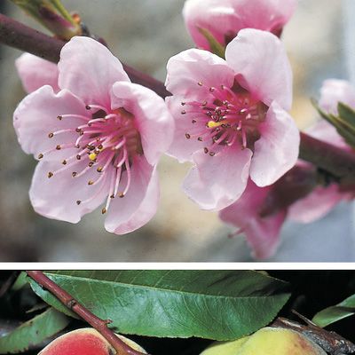 Prunus persica (L.) Batsch, © 2022, Konrad Lauber – Flora Helvetica – Haupt Verlag
