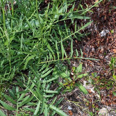 Centaurea scabiosa subsp. grinensis (Reut.) Nyman, 8 June 2017, Françoise Alsaker – Asteraceae