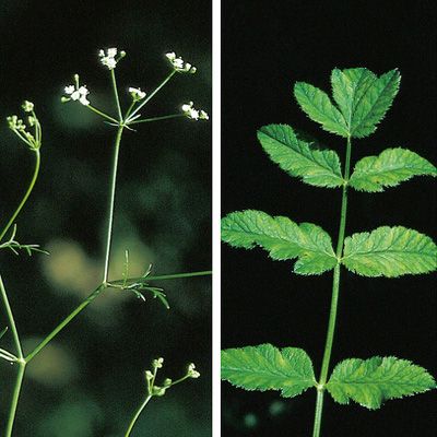 Sison amomum L., © 2022, Konrad Lauber – Flora Helvetica – Haupt Verlag