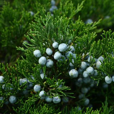 Juniperus sabina L., © Copyright Christophe Bornand