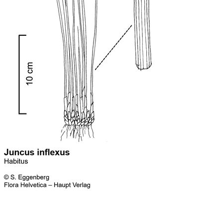 Juncus inflexus L., © 2022, Stefan Eggenberg – Flora Vegetativa - Haupt Verlag