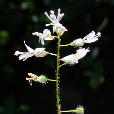 Circaea ×intermedia Ehrh., © Copyright Christophe Bornand