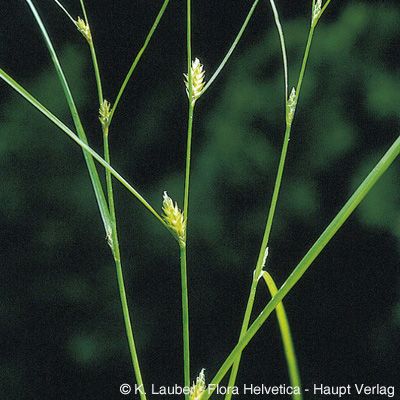 Carex remota L., © 2022, Konrad Lauber – Flora Helvetica – Haupt Verlag