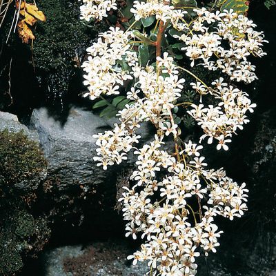 Saxifraga cotyledon L., © 2022, Konrad Lauber – Flora Helvetica – Haupt Verlag