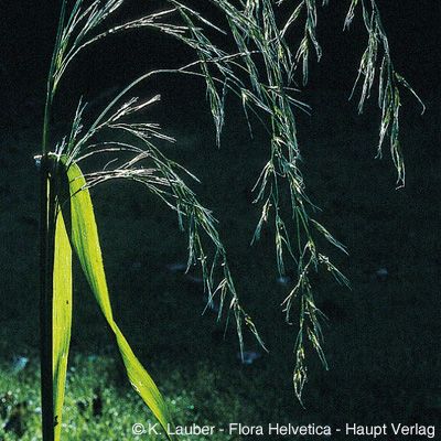 Festuca gigantea (L.) Vill., © 2022, Konrad Lauber – Flora Helvetica – Haupt Verlag