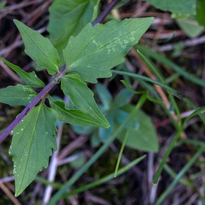 Valeriana tripteris L., 13 July 2017, Françoise Alsaker