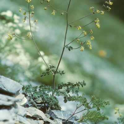 Thalictrum minus subsp. saxatile Ces., © Copyright Christophe Bornand
