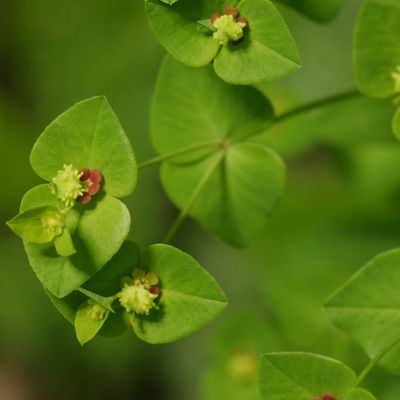 Euphorbia dulcis L., © Copyright Christophe Bornand