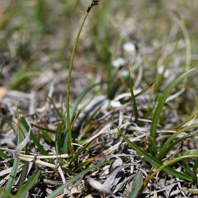 Carex ericetorum Pollich, © 2022, Philippe Juillerat – Gornergrat