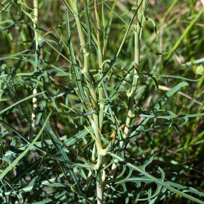 Lactuca viminea (L.) J. Presl & C. Presl, 7 June 2017, © Copyright 2017 Françoise Alsaker – Asteraceae
