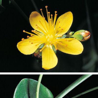 Hypericum pulchrum L., © 2022, Konrad Lauber – Flora Helvetica – Haupt Verlag