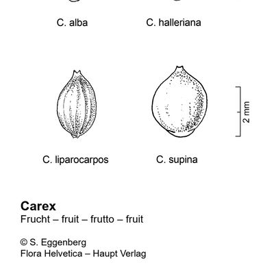 Carex supina Wahlenb., 2 December 2022, © 2022, Stefan Eggenberg – Flora Vegetativa - Haupt Verlag
