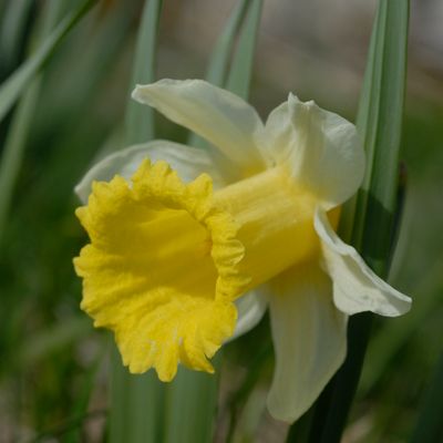 Narcissus pseudonarcissus L., 1 May 2008, © 2022, Philippe Juillerat