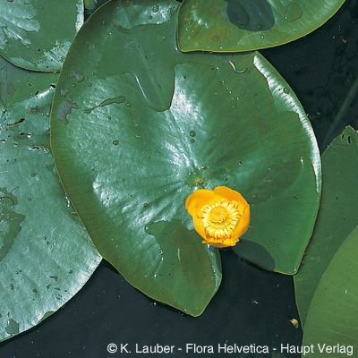 Nuphar lutea (L.) Sm., © 2022, Konrad Lauber – Flora Helvetica – Haupt Verlag