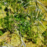 20/22 - © Copyright 2022 Patrice Prunier – VI.2.1.2.1 - Empetro hermaphroditi-Sphagnetum fusci, Simplonpass CH-VS