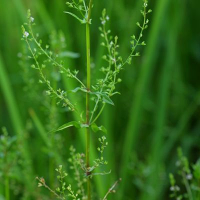 Veronica catenata Pennell, © Copyright Christophe Bornand