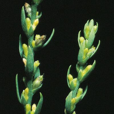 Thymelaea passerina (L.) Coss. & Germ., © 2022, Konrad Lauber – Flora Helvetica – Haupt Verlag
