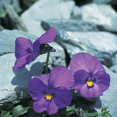 Viola cenisia L., © 2022, Konrad Lauber – Flora Helvetica – Haupt Verlag