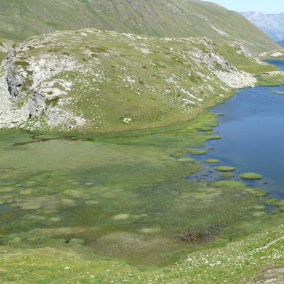 Nitella gracilis (Sm.) C. Agardh, © 2009, J. Détraz-Méroz – Station d’altitude de Nitella gracilis, au col du Val Viola à la frontière entre les Grisons et Italie (2416 m).