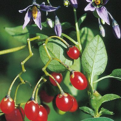 Solanum dulcamara L., © 2022, Konrad Lauber – Flora Helvetica – Haupt Verlag