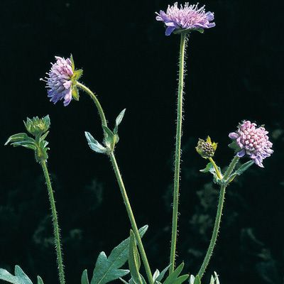 Knautia arvensis (L.) Coult., © 2022, Konrad Lauber – Flora Helvetica – Haupt Verlag
