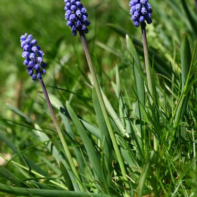 Muscari botryoides (L.) Mill., © Copyright Christophe Bornand