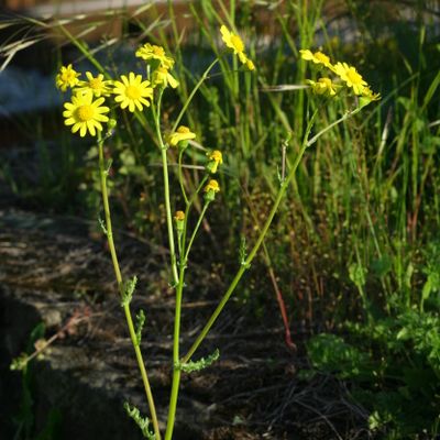 Senecio vernalis Waldst. & Kit., © Copyright Christophe Bornand
