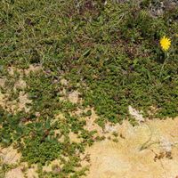 21/22 - © Copyright 2015 Patrice Prunier – VI.2.1.2.1 - Empetro hermaphroditi-Sphagnetum fusci, Grimsel CH-VS