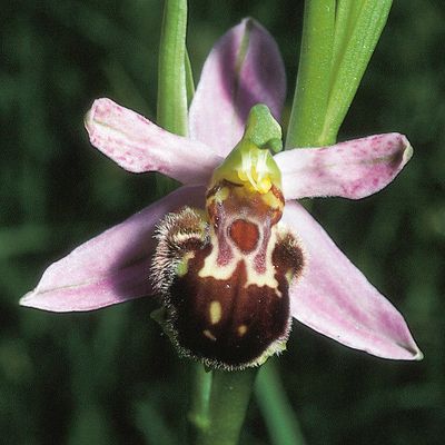 Ophrys apifera Huds., © 2022, Konrad Lauber – Flora Helvetica – Haupt Verlag