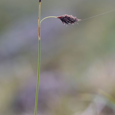 Carex atrofusca Schkuhr, © 2022, Philippe Juillerat – Mauvoisin