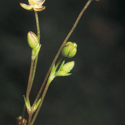 Sagina apetala subsp. erecta F. Herm., © 2022, Konrad Lauber – Flora Helvetica – Haupt Verlag