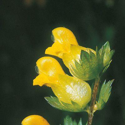 Rhinanthus minor L., © 2022, Konrad Lauber – Flora Helvetica – Haupt Verlag