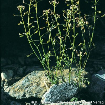 Hornungia petraea (L.) Rchb., © 2022, Konrad Lauber – Flora Helvetica – Haupt Verlag