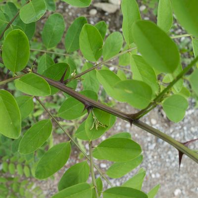 Robinia pseudoacacia L., 26 July 2015, Françoise Alsaker – Fabaceae / bildet Dornen anstelle von Nebenblättern