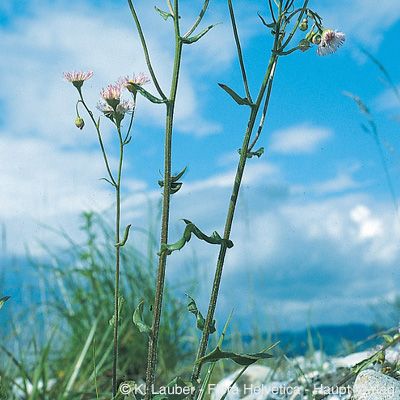 Erigeron annuus subsp. septentrionalis (Fernald & Wiegand) Wagenitz, © 2022, Konrad Lauber – Flora Helvetica – Haupt Verlag