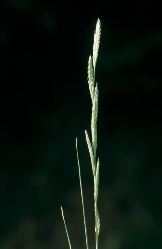 Species Information