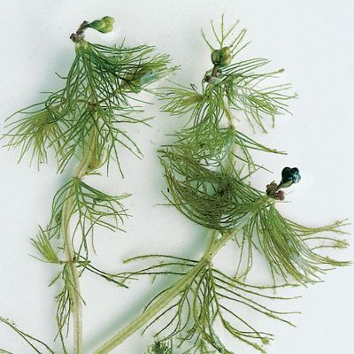 Myriophyllum alterniflorum DC., © 2022, Konrad Lauber – Flora Helvetica – Haupt Verlag