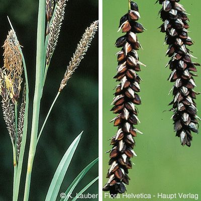 Carex flacca Schreb., © 2022, Konrad Lauber – Flora Helvetica – Haupt Verlag
