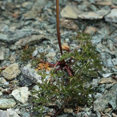 Ligusticum mutellinoides Vill., © 2022, Hugh Knott – Zermatt