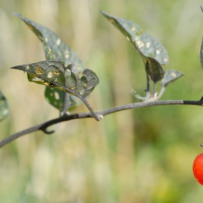Solanum dulcamara L., © 2007, Beat Bäumler – Brentjong (VS)
