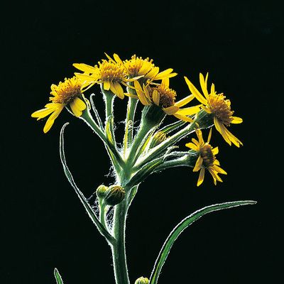 Tephroseris tenuifolia (Gaudin) Holub, © 2022, Konrad Lauber – Flora Helvetica – Haupt Verlag