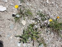 1/2 - © 2013, Patrice Prunier – III.3.3.1.4 - Anthyllido-Leontodontetum hyoseroidis, Trift Zermatt CH-Vs