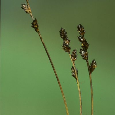 Carex brunnescens (Pers.) Poir., © Copyright Christophe Bornand