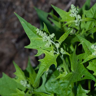 Chenopodium hybridum L., 7 June 2017, Françoise Alsaker – Amaranthaceae