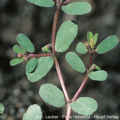 Euphorbia humifusa Willd., © 2022, Konrad Lauber – Flora Helvetica – Haupt Verlag