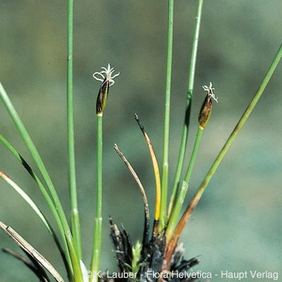 Eleocharis quinqueflora (Hartmann) O. Schwarz, © 2022, Konrad Lauber – Flora Helvetica – Haupt Verlag
