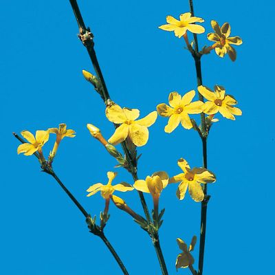 Jasminum nudiflorum Lindl., © 2022, Konrad Lauber – Flora Helvetica – Haupt Verlag