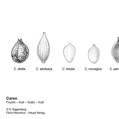 Carex norvegica Retz., 2 December 2022, © 2022, Stefan Eggenberg – Flora Vegetativa - Haupt Verlag